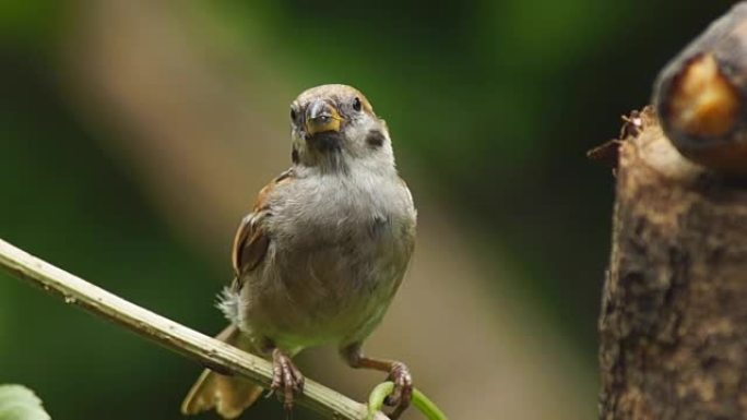 菲律宾玛雅人或欧亚树麻雀或通过人montanus perch on twig