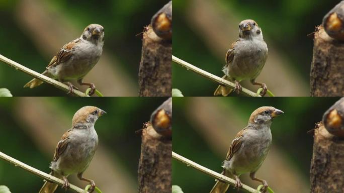 菲律宾玛雅人或欧亚树麻雀或通过人montanus perch on twig