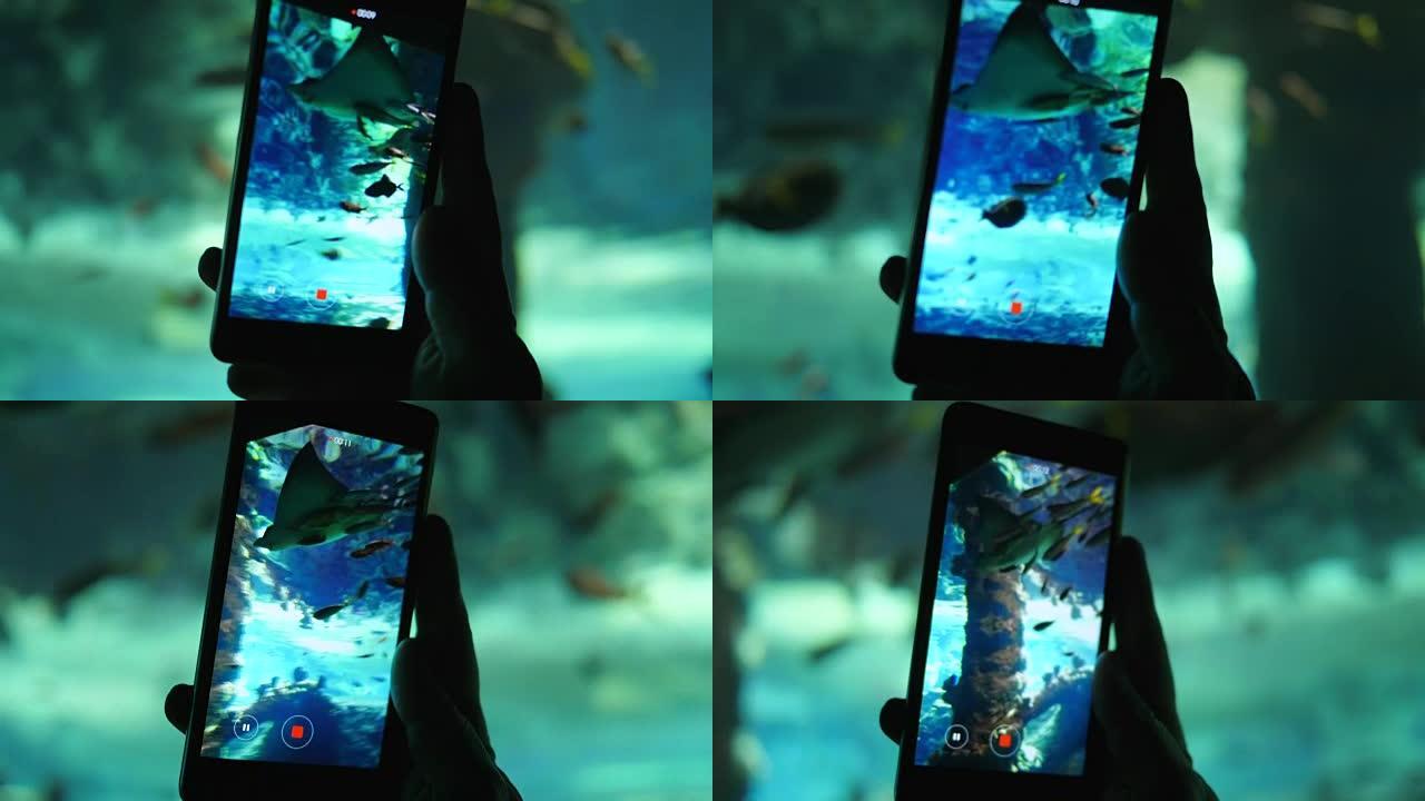 鱼缸，男人用手机拍摄在大型水下水箱中游泳的鱼的视频