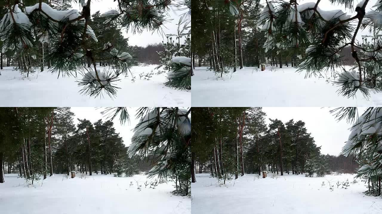 冬季森林树松树雪4k