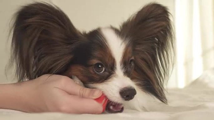幼犬繁殖Papillon大陆玩具西班牙猎犬用牙刷刷牙齿素材视频