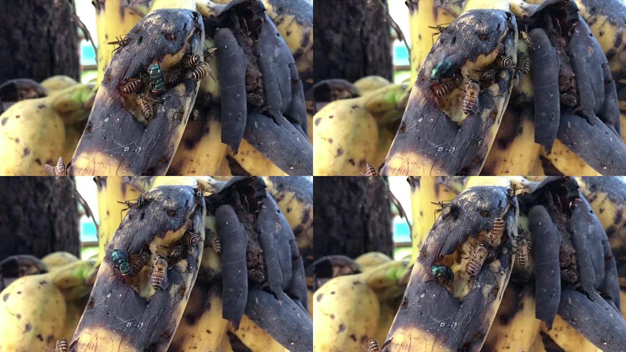 香蕉上的蜜蜂。
