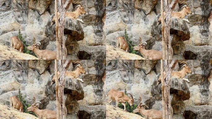 泰国清迈的巴巴里羊