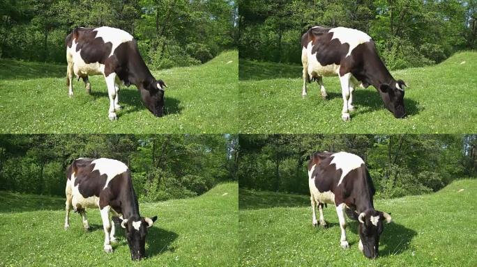 黑白牛在外面吃草