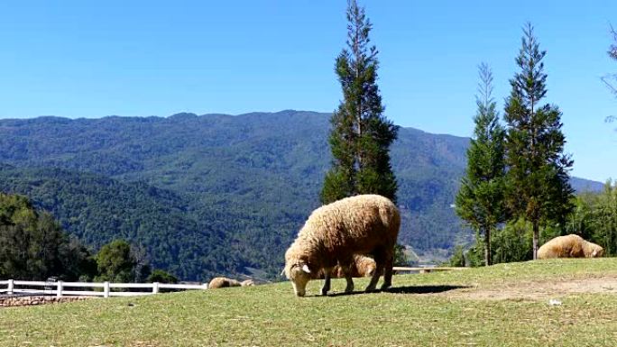 Sheep chewing grass on a meadow.