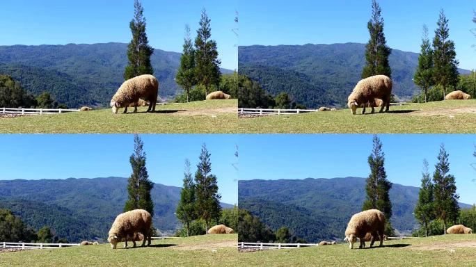 Sheep chewing grass on a meadow.