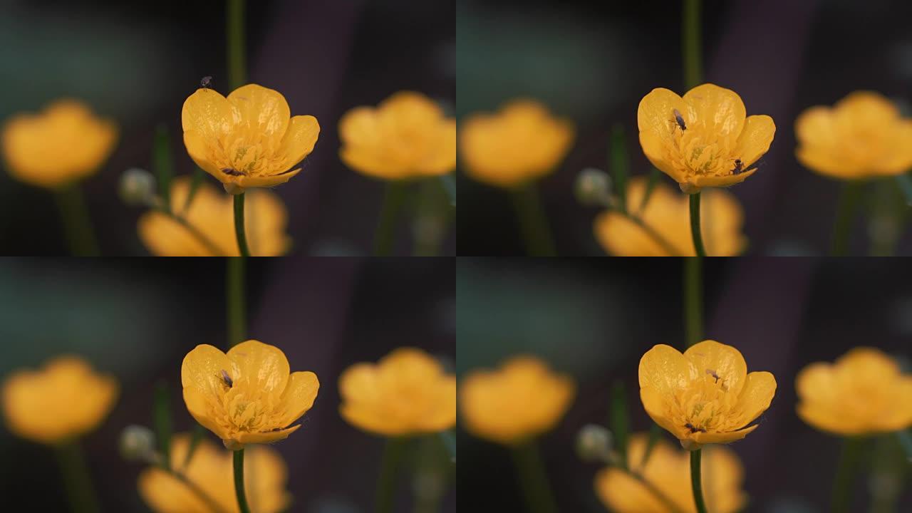 微距射击，小蚂蚁和苔藓喝树林中生长的黄花的花蜜