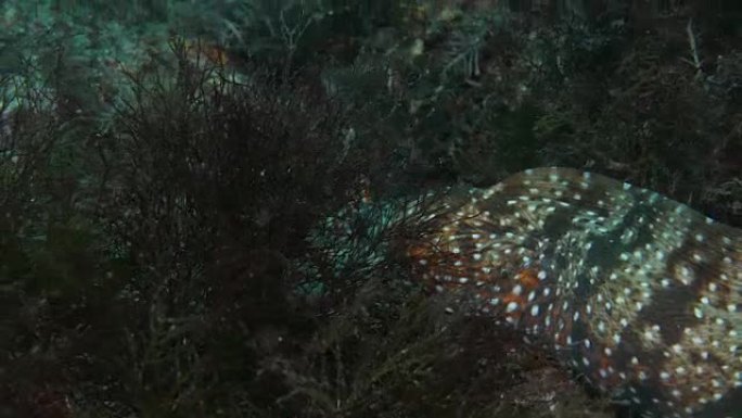 豹纹海鳗在礁石中狩猎