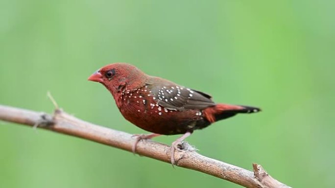 红色阿瓦达瓦鸟