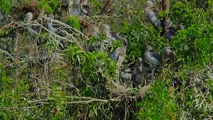 泰国武里南省天然鸟类公园的苍鹭鸟类生活