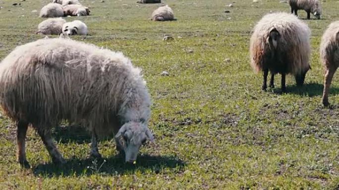 在佐治亚州第比利斯附近的绿色草地上放牧羊毛的白羊