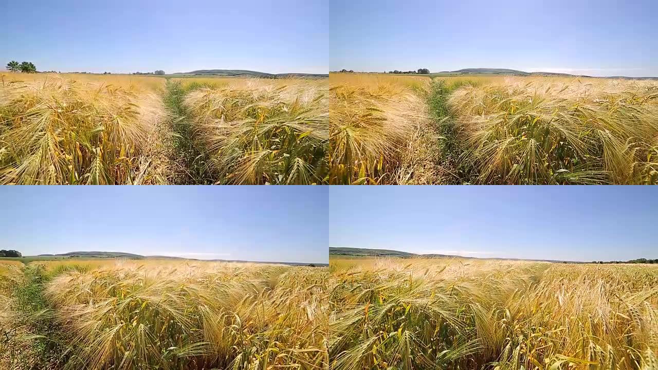 相机在田野上方的运动充满了各种黑麦。研究品种