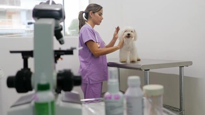 医生带着兽医和生病的宠物在工作室探望狗