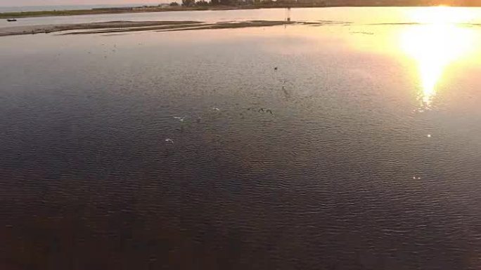 海鸥在黑海水中游泳并在日落时起飞的航拍