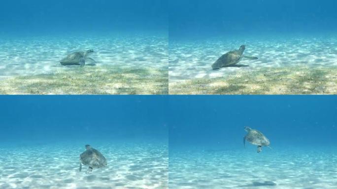 库拉索岛周围加勒比海珊瑚礁浅水中的绿海龟