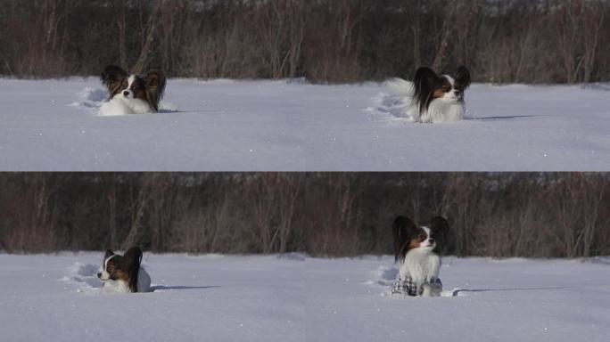 Papillon dog勇敢地穿越冬季公园的雪地