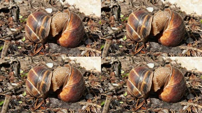 大蜗牛在野外繁殖。两个葡萄蜗牛交配