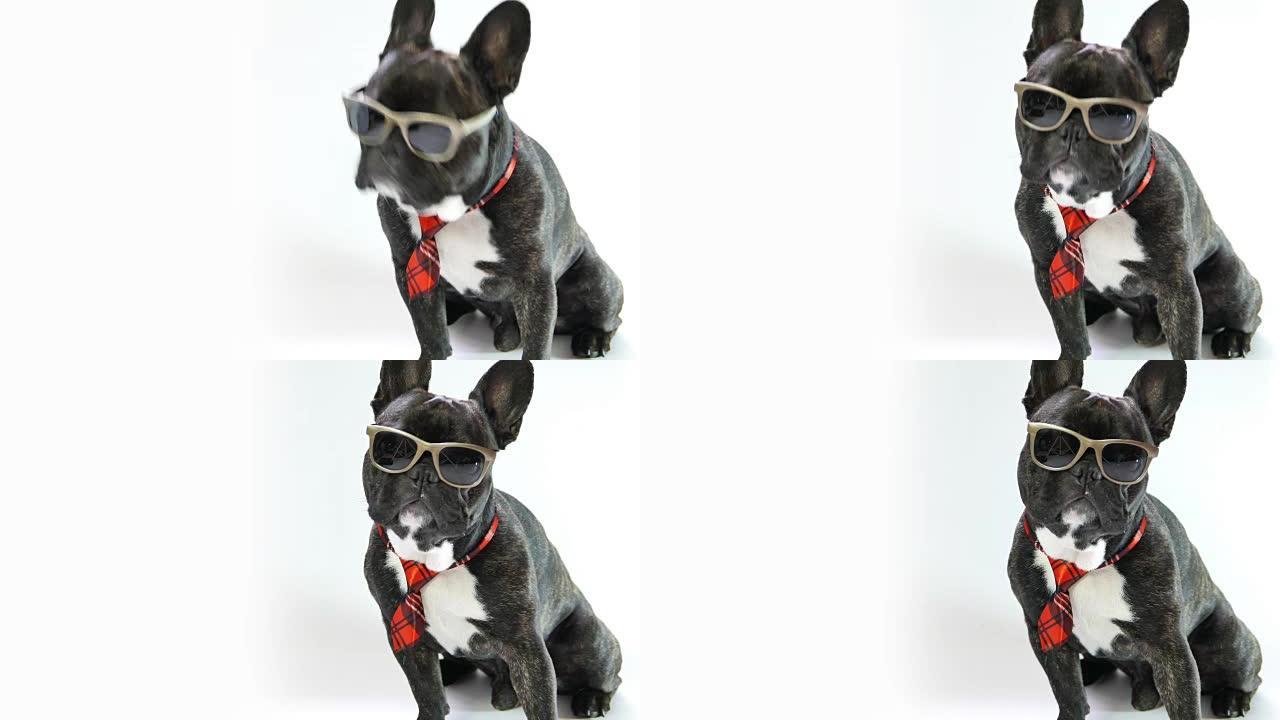 法国斗牛犬坐在白色背景上的领带和眼镜上