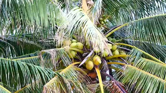 从椰子树下看。岛上种植椰子或椰子树，在农业概念中，海风吹动叶子。