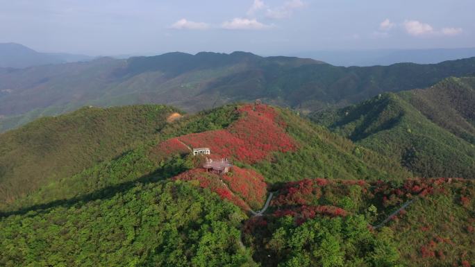 江西萍乡广寒寨杜鹃花风景