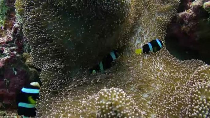 海葵和五彩小丑鱼。马尔代夫。