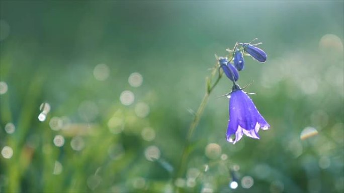 蓝铃花在晨露中盛开，阳光照耀在绿色草地上。慢动作
