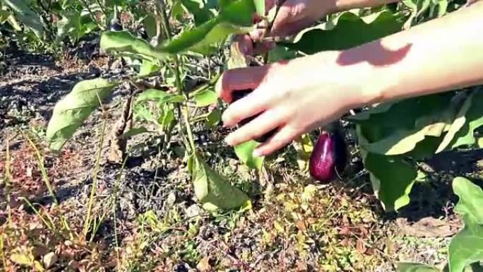 有机，生物茄子，手收集收获。茄子植物生长在花园里，阳光明媚的美丽种植园，索尼steadycam拍摄