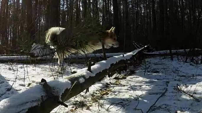 慢速射击。狗彭布罗克威尔士柯基犬在美丽的冬季森林中散步。