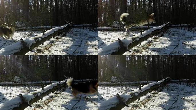 慢速射击。狗彭布罗克威尔士柯基犬在美丽的冬季森林中散步。