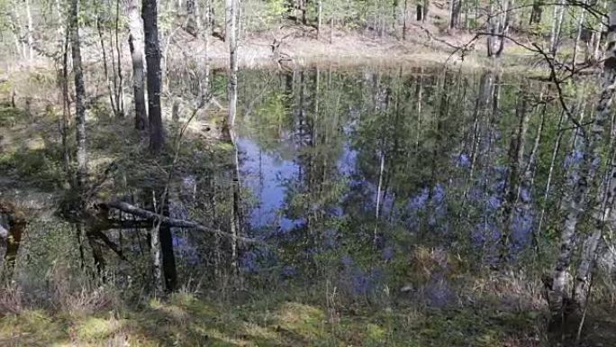 春季高水位期间形成的森林湖