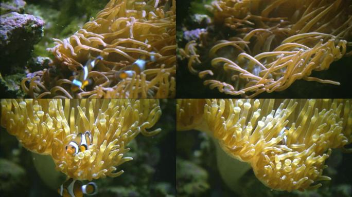 珊瑚礁-小丑鱼和海葵
