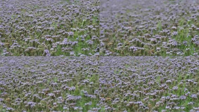 Phacelia植物场。花边Phacelia Tanacetifolia或蓝色艾菊或紫色艾菊，良好的