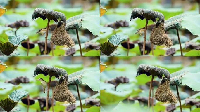 鸟 (平原Prinia) 在大自然中建造鸟巢