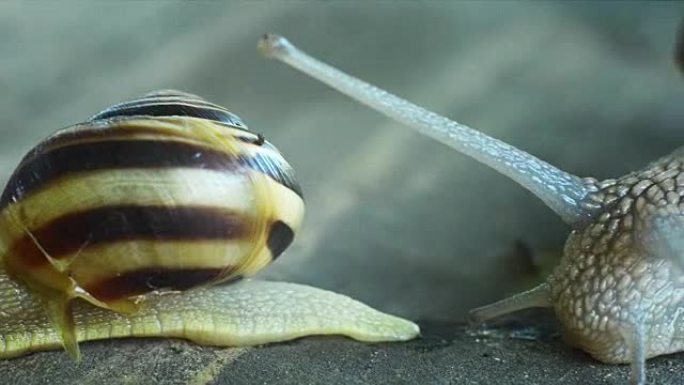 大蜗牛爬行小蜗牛