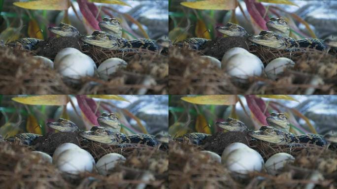 巢中产卵附近的新生短吻鳄