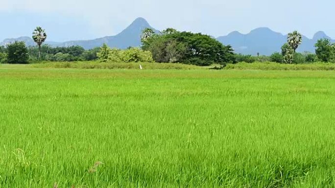 风将绿色的稻田吹向地平线，在太阳的炎热中摇曳。