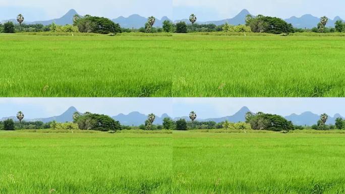 风将绿色的稻田吹向地平线，在太阳的炎热中摇曳。
