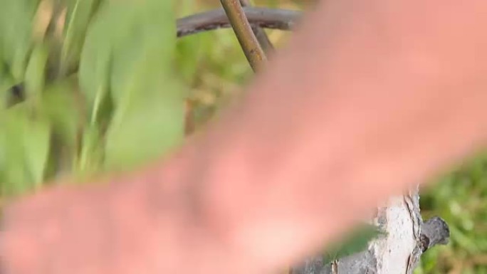 Man using tree pruner to cut off branches