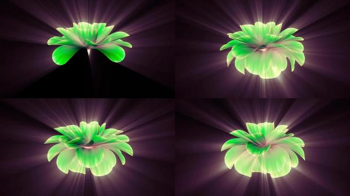开放长开闪亮浅绿色花朵延时3d动画孤立背景新质量美丽假日自然花卉酷漂亮全高清视频素材