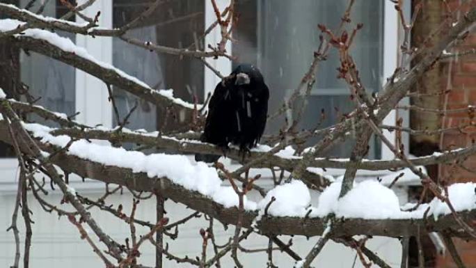 在降雪期间，Rook坐在树枝上，意外地到达了另一只rook (Corvus frugilegus)