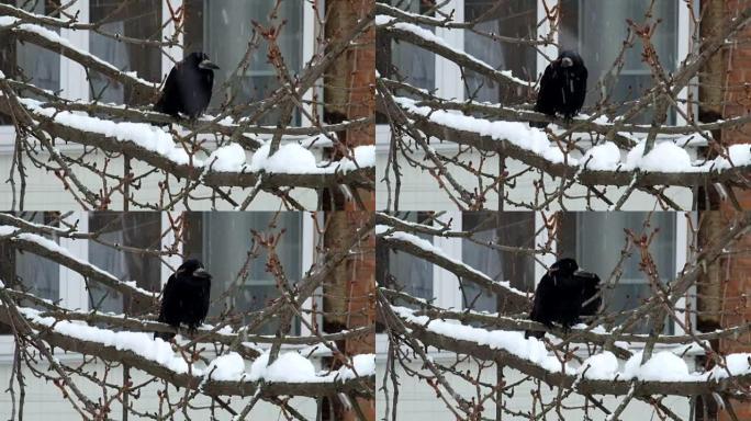 在降雪期间，Rook坐在树枝上，意外地到达了另一只rook (Corvus frugilegus)