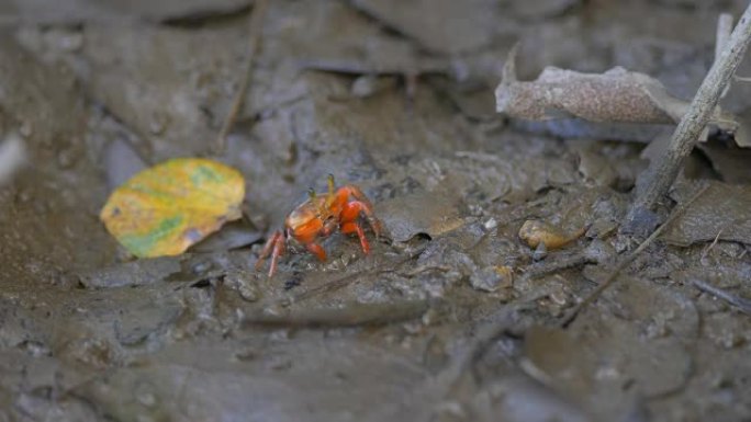红树林上的红蟹