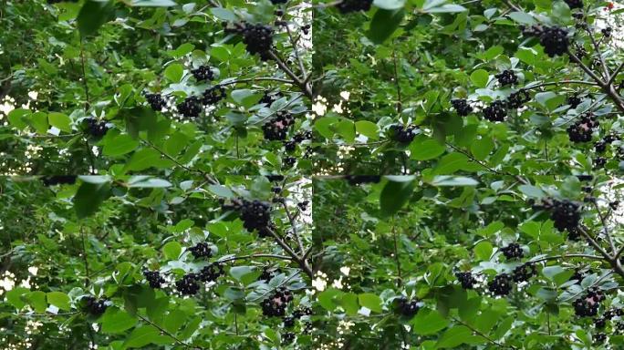 黑果芸香，树枝上成熟的黑果芸香