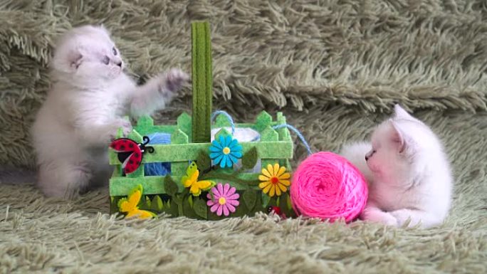 两只可爱的小猫在玩羊毛球