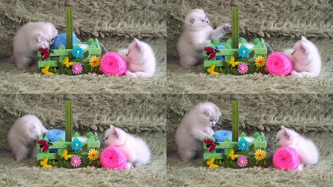 两只可爱的小猫在玩羊毛球