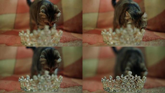 猫玩皇冠