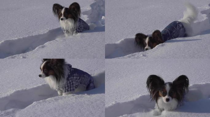 Papillon dog勇敢地穿越冬季公园的雪地