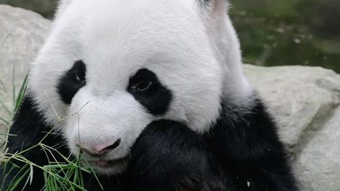 熊猫喜欢在泳池边吃竹叶
