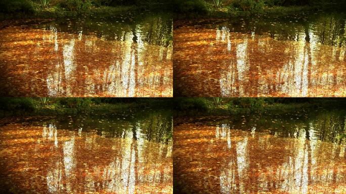 视频自然背景-忧郁中的秋叶和水