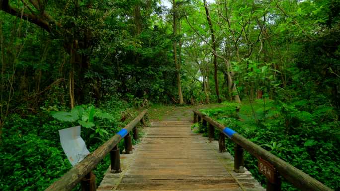 森林公园丛林秘境 穿越木桥小桥木栈道
